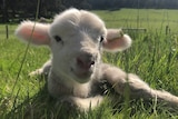 a young lamb sitting in green grass.