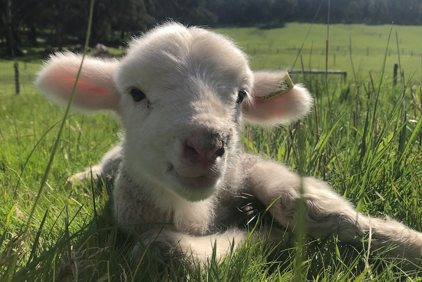 a young lamb sitting in green grass.