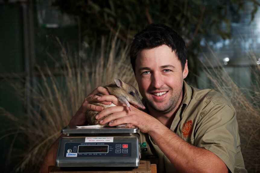 Zoo Keeper weighs Eastern Barred Bandicoot