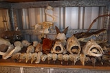 A collection of skulls and skeletons in a tin room.