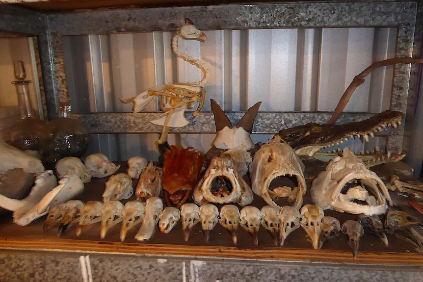 A collection of skulls and skeletons in a tin room.