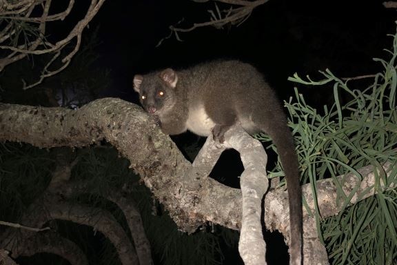 Possum at night, up a tree. Has a very long tail