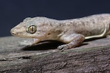 Asian House Gecko