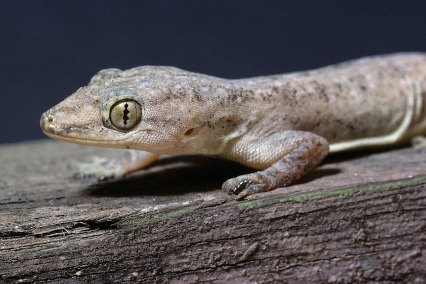 A close up of an Asian house gecko