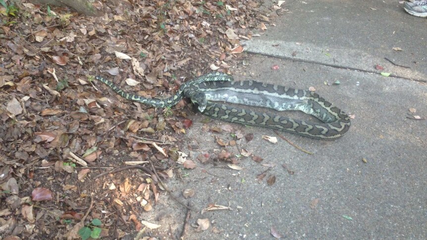 Snake eats possum