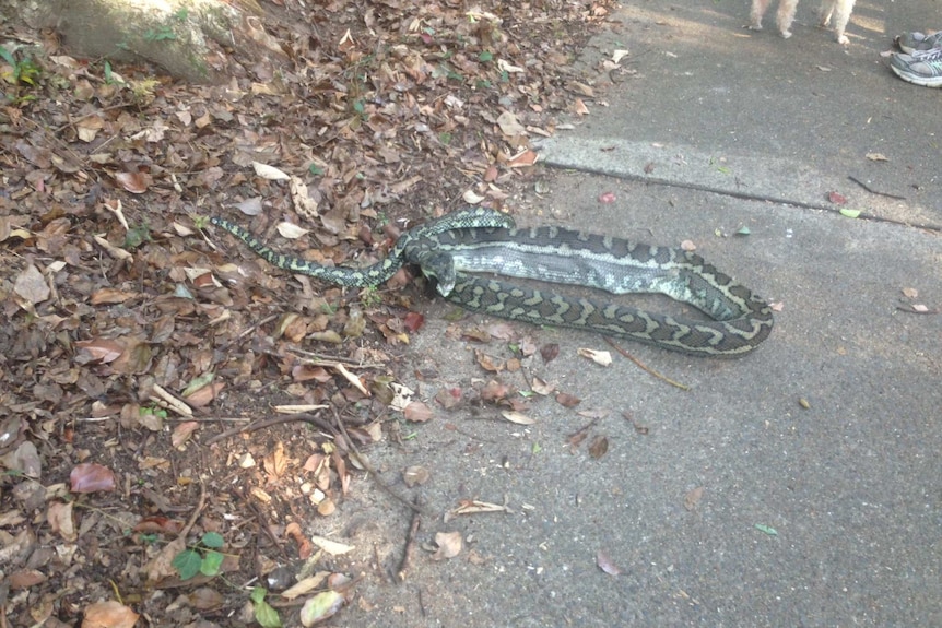 Snake eats possum