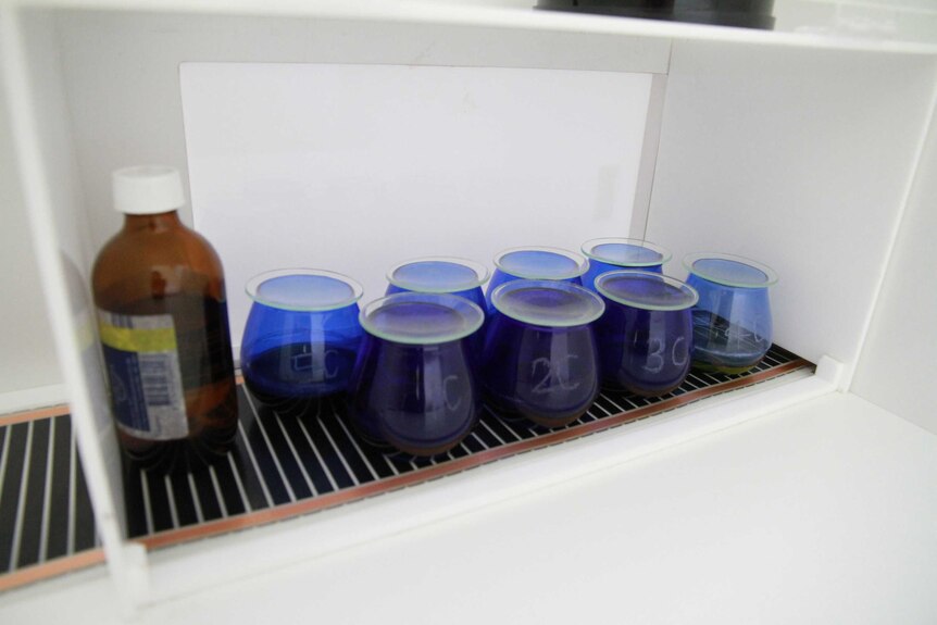 Blue tubes containing olive oil in a testing lab in Wagga Wagga