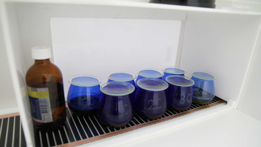 Blue tubes containing olive oil in a testing lab in Wagga Wagga