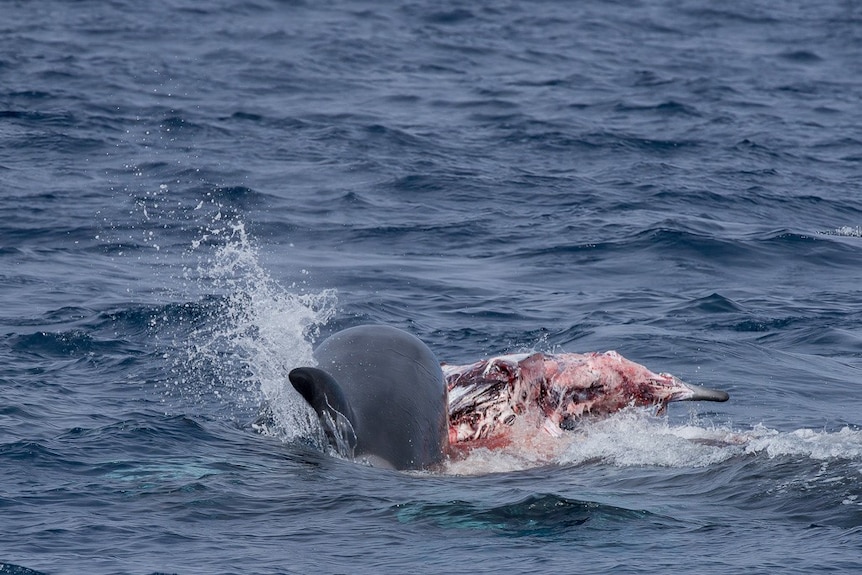 Killer whale predates on prey in water