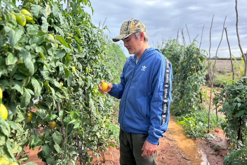 Man in blue jumper stands in middle of waterlogged paddock holding damaged yellow tomato in hand