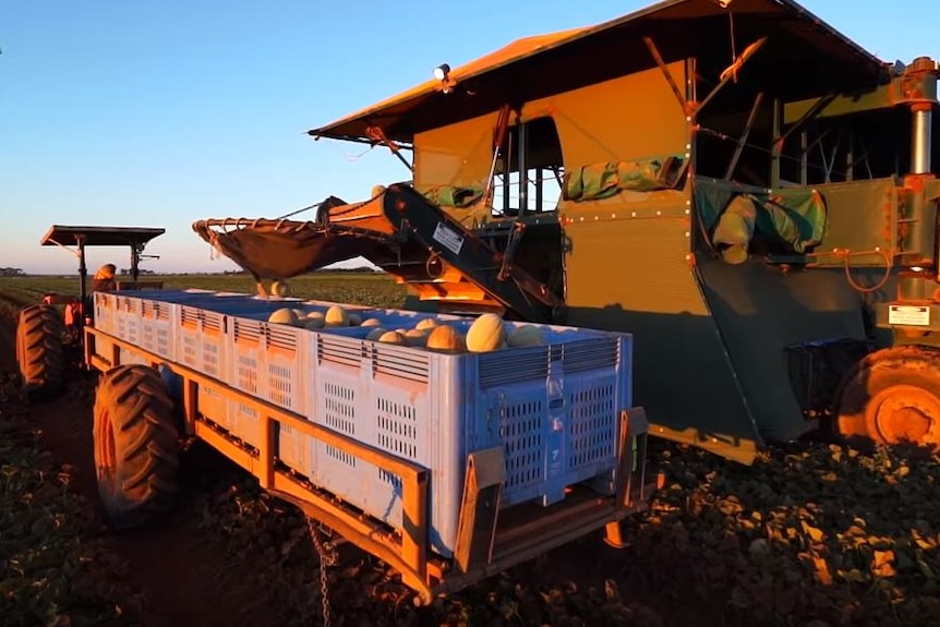 Rockmelons on a tractor