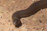 Experts say the eastern brown snake is not especially inclined to attack people.