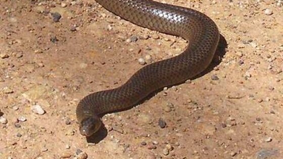 The most venomous bites this season have been from red belly black snakes and eastern brown snakes (pictured).