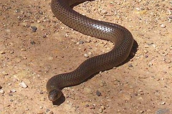 Eastern Brown Snake