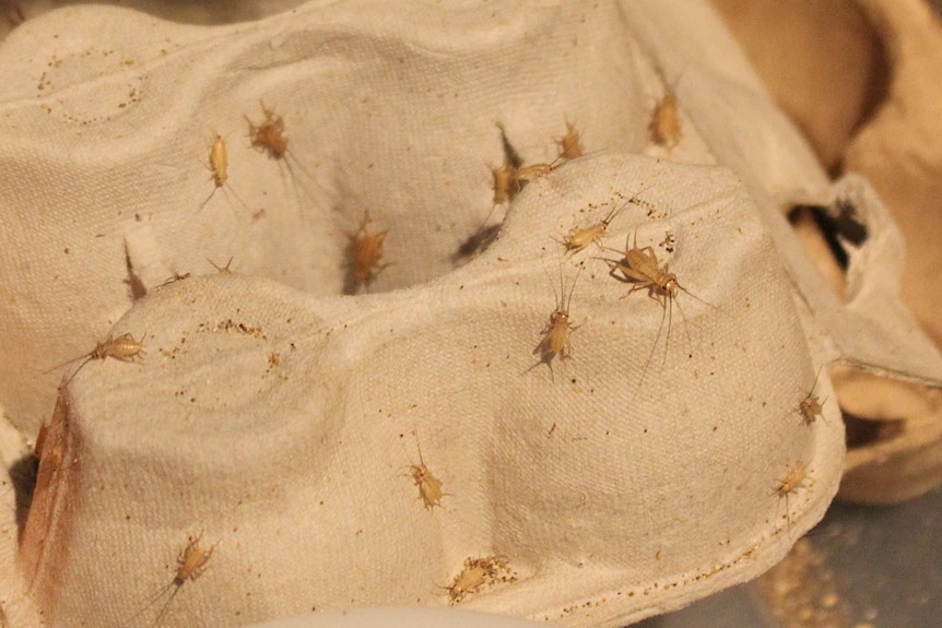 Close up of several pinhead crickets on an egg carton