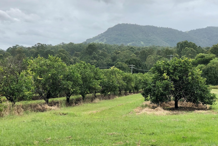 Lime trees in a green orchard.