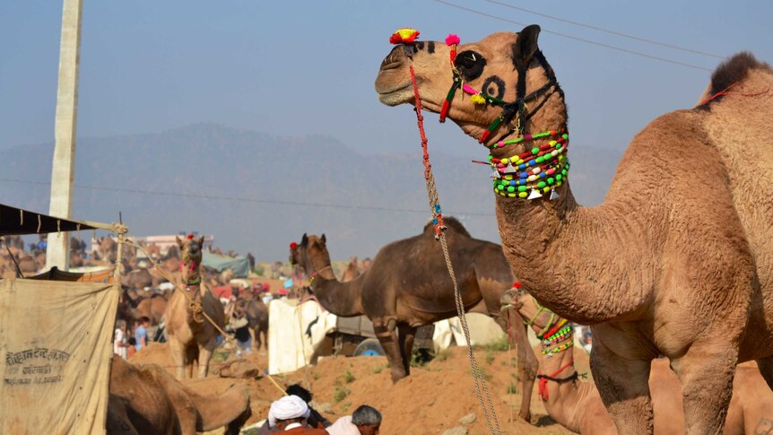 A camel wears colourful beads at the annual Pushkar ka Mela