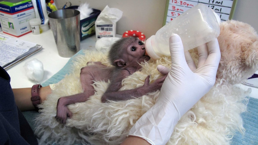 Javan Gibbon Owa born at Perth zoo 1 October