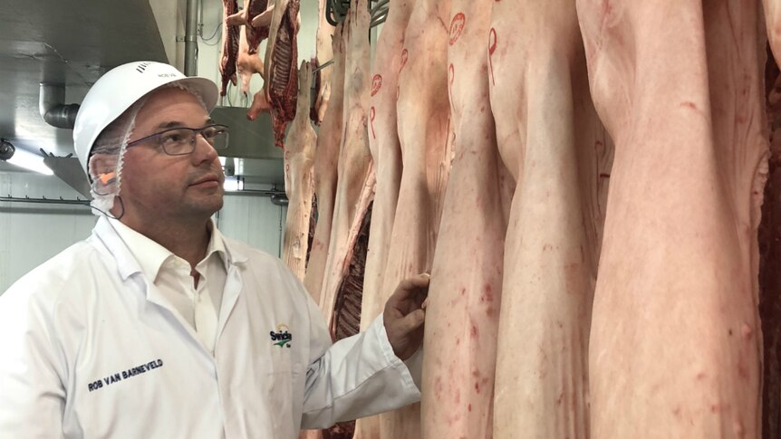 Professor Rob van Barneveld stands beside a row of pig carcasses.