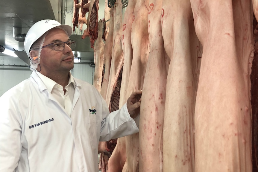 Professor Rob van Barneveld stands beside a row of pig carcasses.