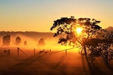 The sun rises on a foggy morning turning the scene rad, kangaroos in silhouette