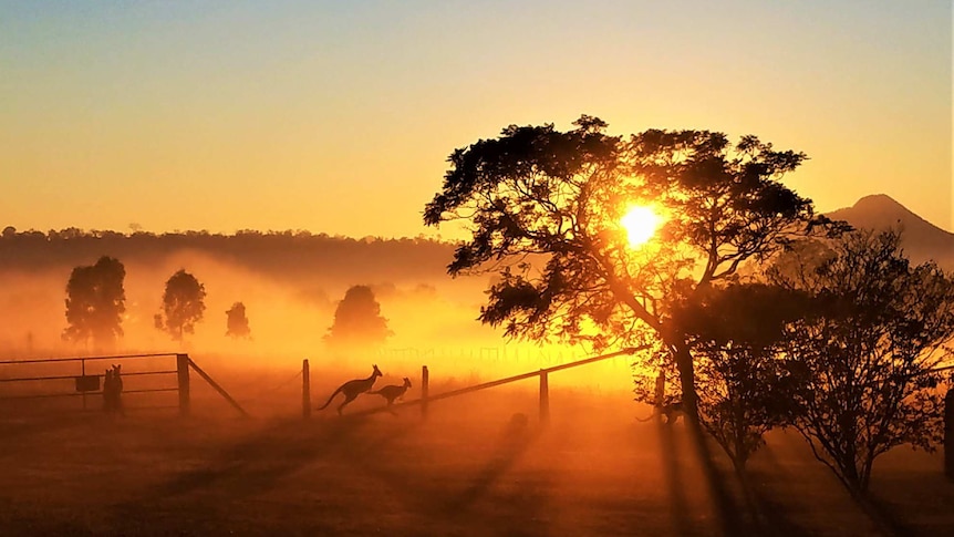 The sun rises on a foggy morning turning the scene rad, kangaroos in silhouette