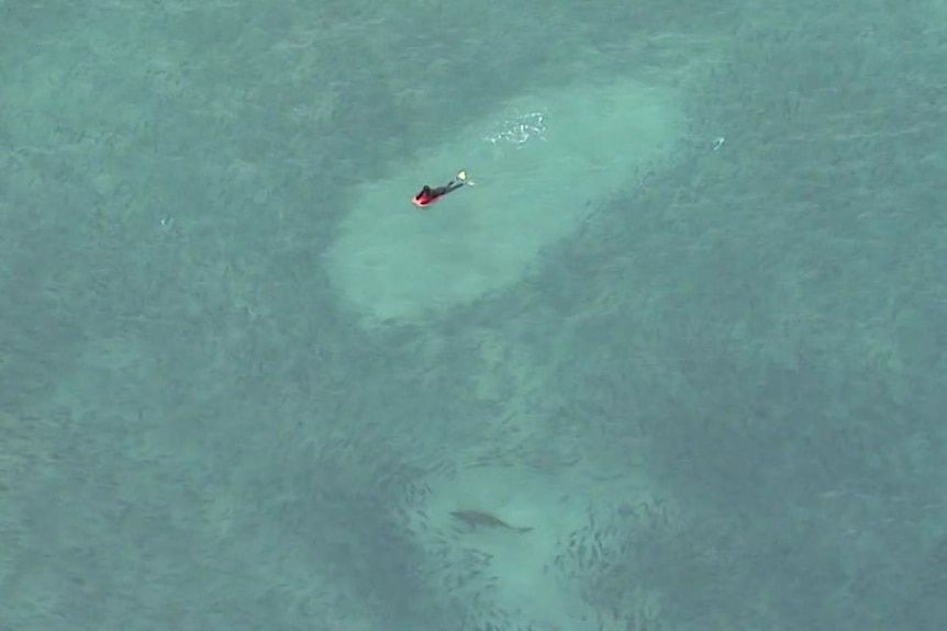 Aerial view of surfer and shark swimming in ocean.