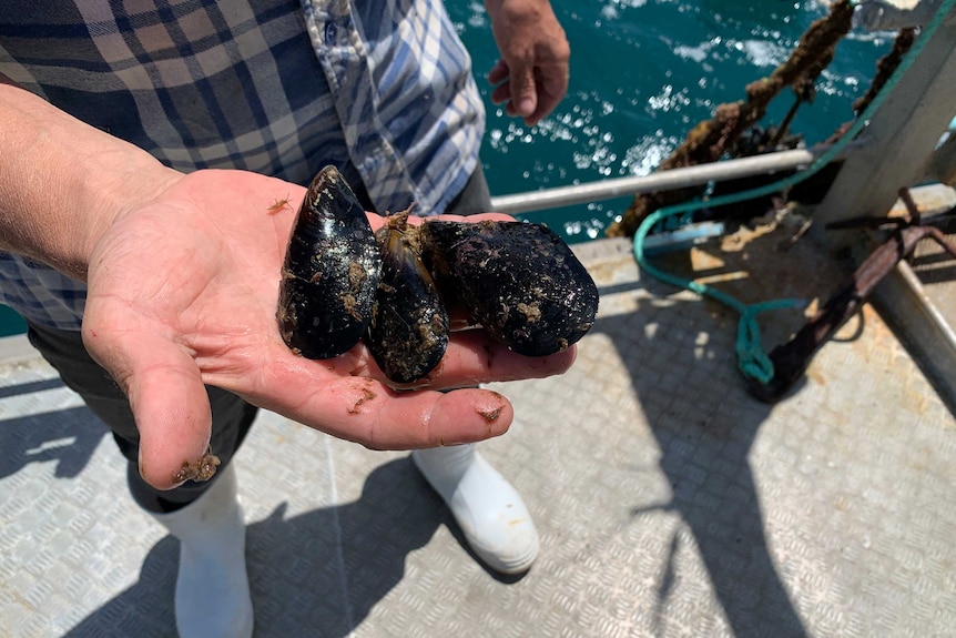 Michael Harris holds mussels in his hand.