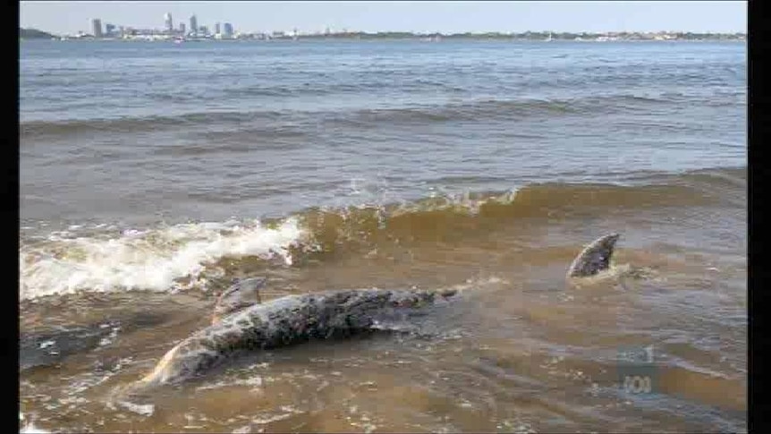 Cause of dolphin deaths unknown
