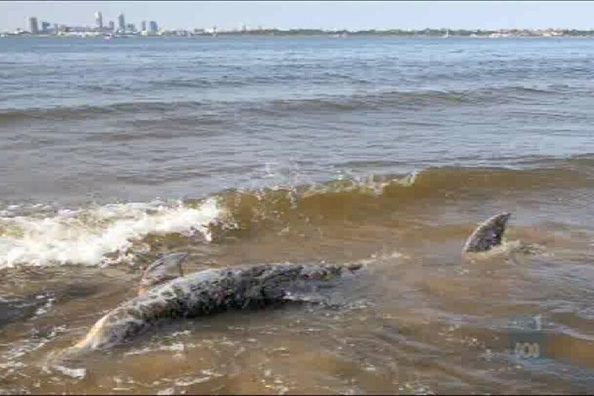 Cause of dolphin deaths unknown