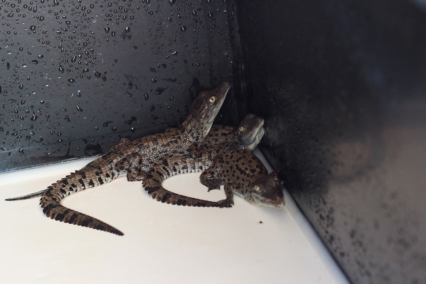Baby crocodiles in a tub after they hatched at Billabong Sanctuary in Townsville