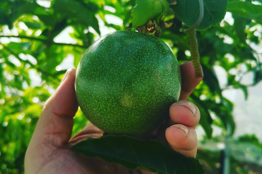 A hand holds a green, unripe passionfruit on a vine.