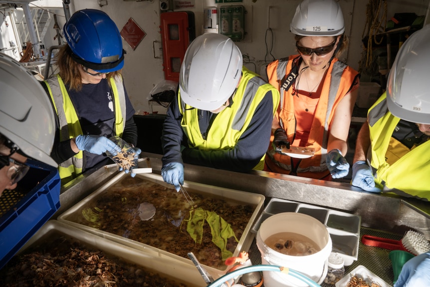 Five scientists in protective work gear use instruments to sort samples of marine life arranged in shallow metal trays.