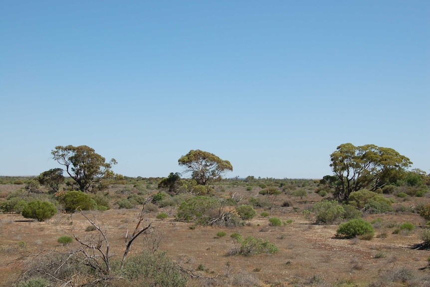 Mallee trees dot a bush landscape.