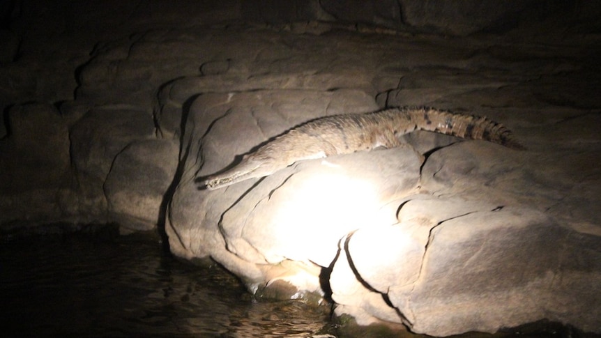 A large freshwater crocodile about to jump into the Katherine River