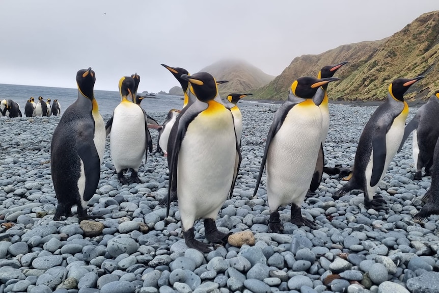 A group of king penguins on a rocky beach.