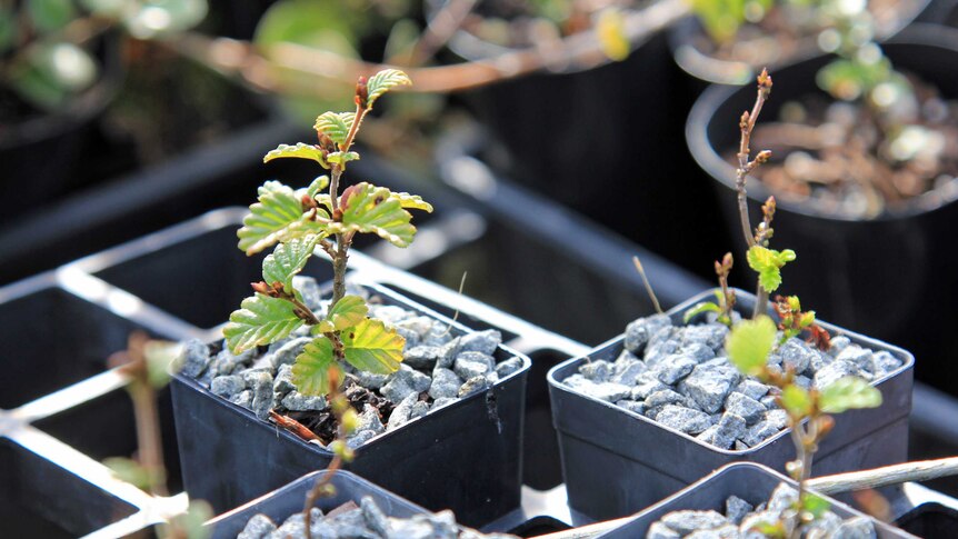 Fagus cuttings in small pots