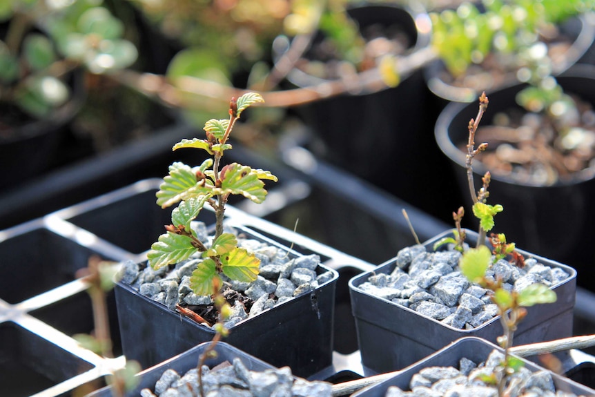 Fagus cuttings in small pots