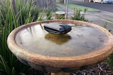 Bird bath freezes over in Croydon, Melbourne