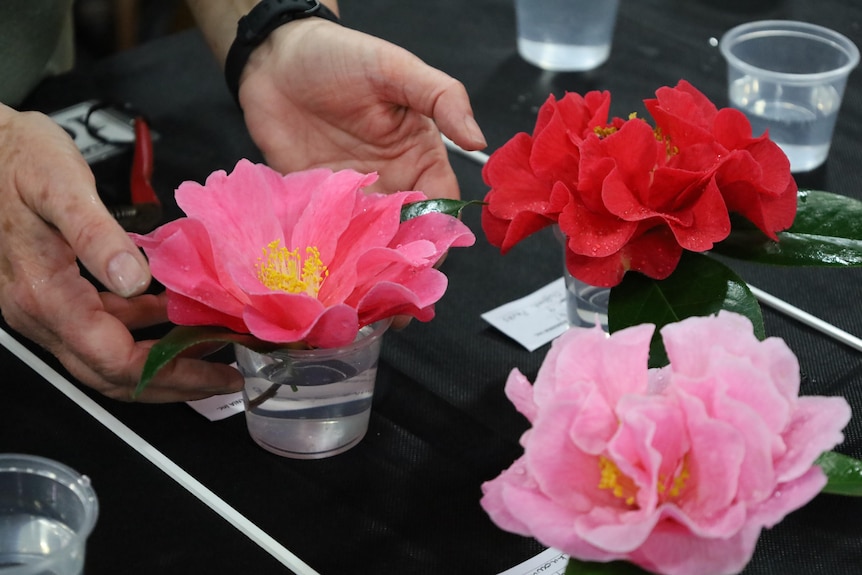 Three cut camellia flowers in clear plastic cups, and a woman's hands gently moving one of the flowers