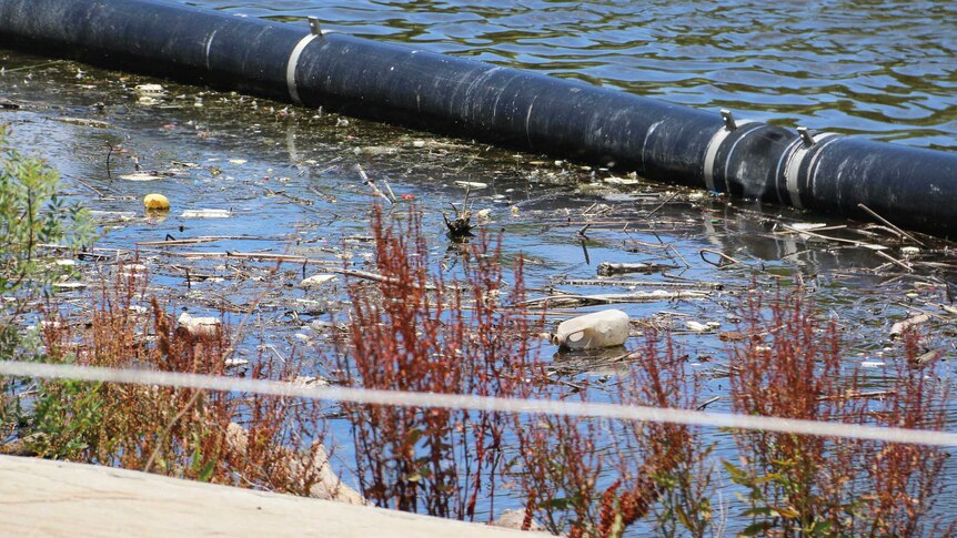 Rubbish in the River Torrens