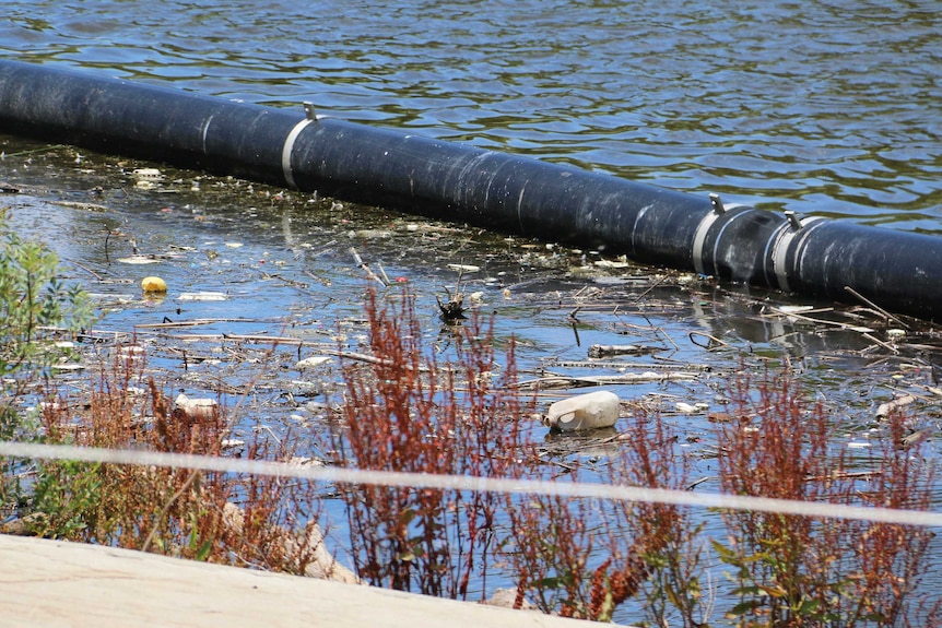 Rubbish in the River Torrens