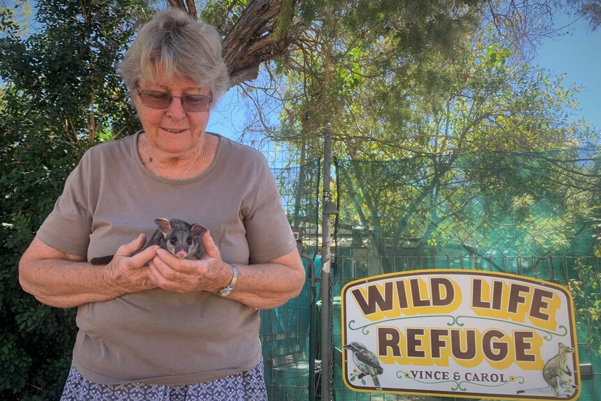 wildlife carer with possum