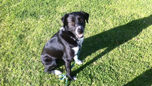 A black sheep dog with one white paw sits on grass looking up at the camera.