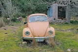 An old honey-coloured VW Beetle sits in a paddock under a tree with an old wooden shed in the background.