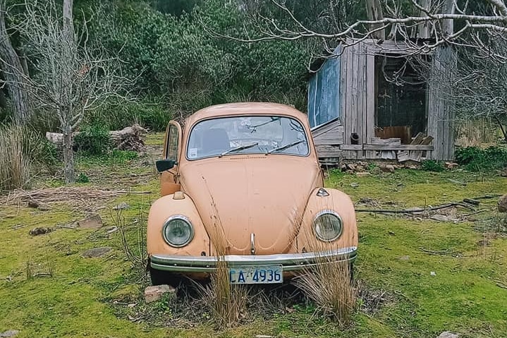An old honey-coloured VW Beetle sits in a paddock under a tree with an old wooden shed in the background.
