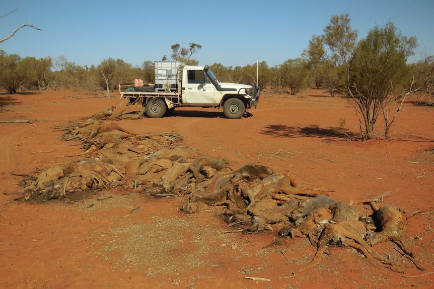 A row of dead kangaroos pulled from a dam, lying on red dirt, with a four-wheel-drive in the background.