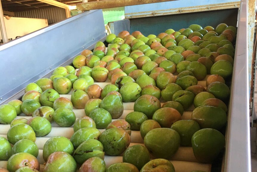Green mangoes travelling down a conveyer belt.