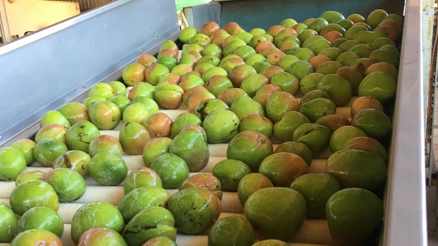 Green mangoes travelling down a conveyer belt.