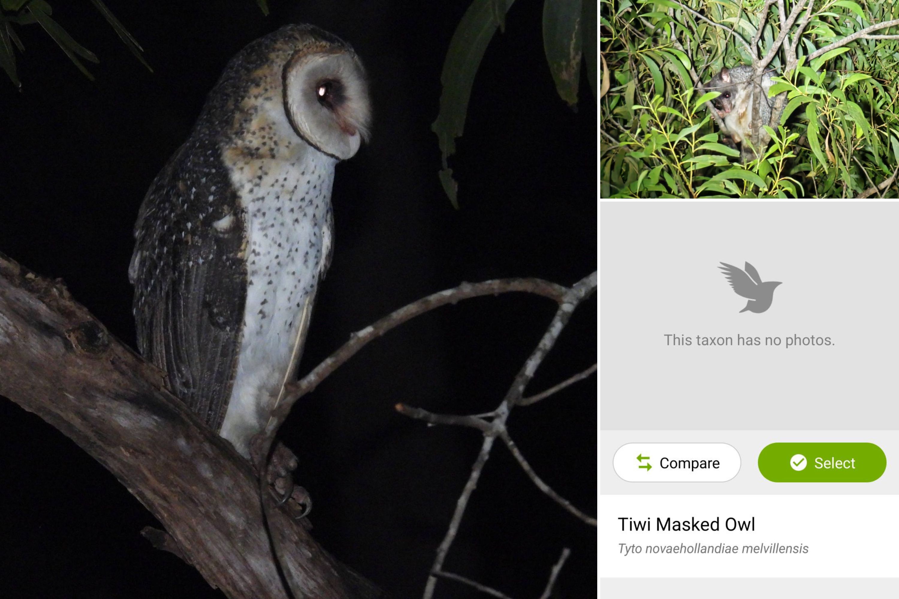 A collage shows a photo of a bird alongside a shot of the possum it was stalking.